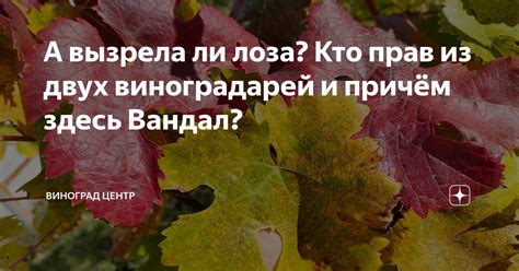 Каков смысл фразы "вызрела лоза"?