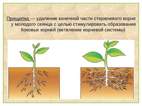 Какое влияние окно плодородия оказывает на растения?