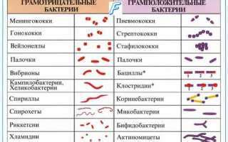 Какое значение носит небольшое количество палочковой флоры в организме?