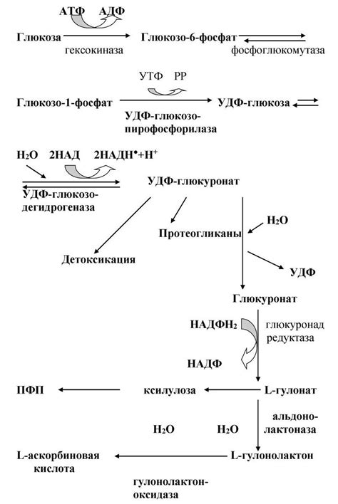 Какое содержание глюкуроновой кислоты нужно для здоровья