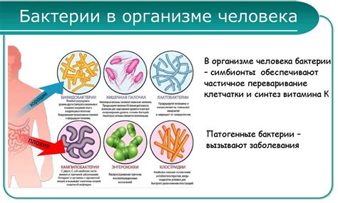 Как бороться с резистентными штаммами микроорганизмов?