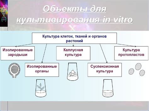 Как влияет наличие определенной осмоляльности на функции клеток и тканей?