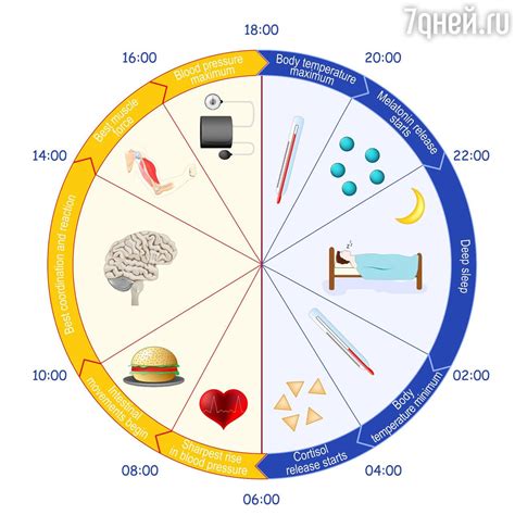 Как влияет смещение циркадного индекса на организм?