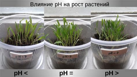 Как влияет стратификация на рост растений