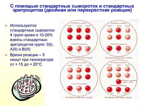 Как возникает перекрестная реакция?