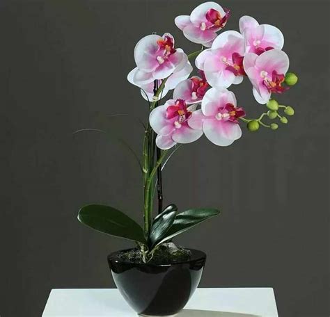 Как выбрать горшок для орхидеи фаленопсис?