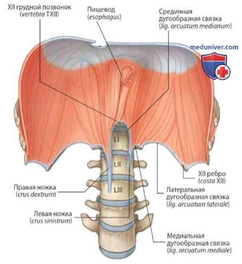 Как выбрать подходящий купол диафрагмы