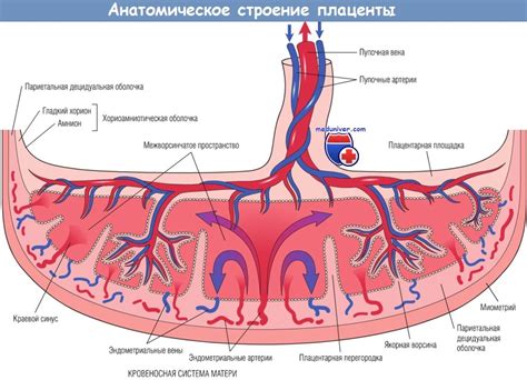 Как выглядит рыхлая структура плаценты?