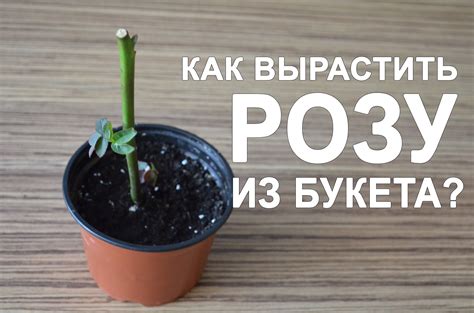 Как вырастить розочку в домашних условиях?