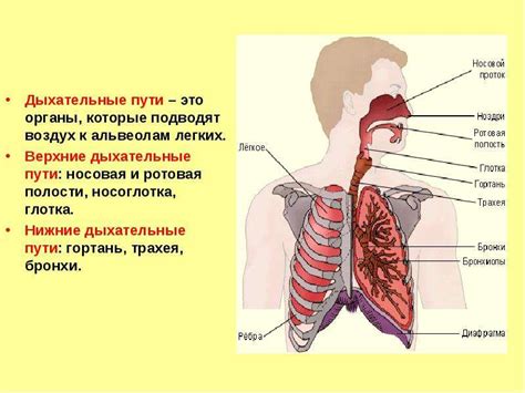 Как графенный материал способствует улучшению дыхательной системы?