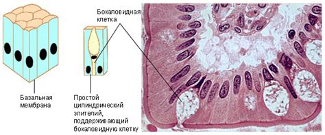 Как диагностировать пролиферацию цилиндрического эпителия?