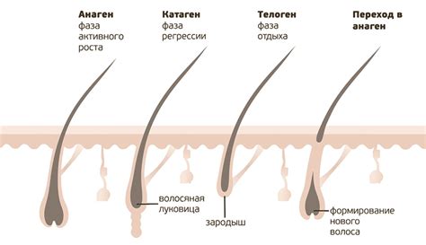 Как долго длится рост фолликула волоса?