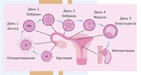 Как зреет яйцеклетка: основные этапы и причины