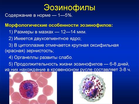 Как избежать появления незрелых форм лейкоцитов