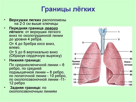 Как измерить границы легких?