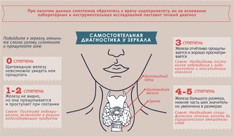 Как измерить общий объем щитовидной железы