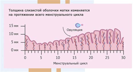 Как измеряется толщина эндометрия и что еще следует учитывать