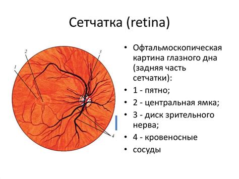 Как изучают глазное дно ou дзн?