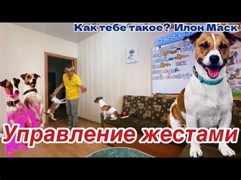 Как использовать квенту в игровом процессе