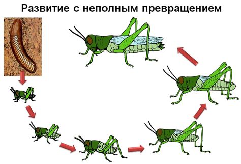 Как использовать полученные знания о мечтах игрушечного насекомого для личного развития