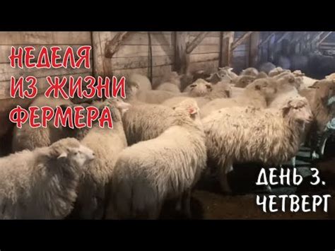 Как истолковать мечты о гуртовании овец