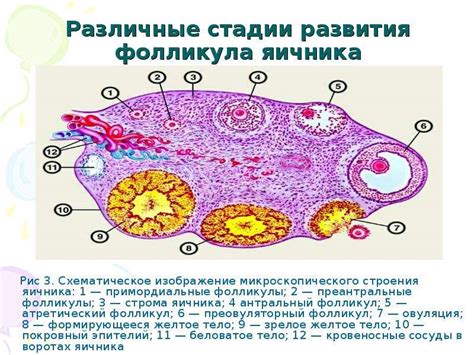 Как и почему образуются фолликулы?