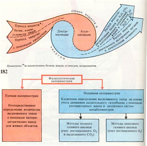 Как клеточное питание влияет на обмен веществ и иммунную систему