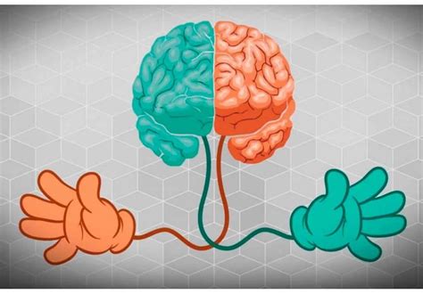 Как левое полушарие влияет на когнитивные функции