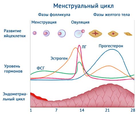 Как медицина определяет начало женского цикла