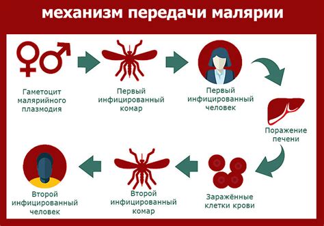 Как можно заразиться палочками кокки смешанными?