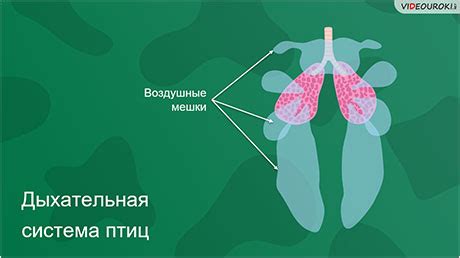 Как наземные позвоночные дышат