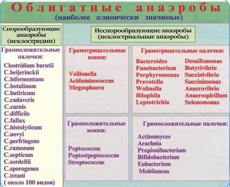 Как облигатные анаэробы выполняют важные функции