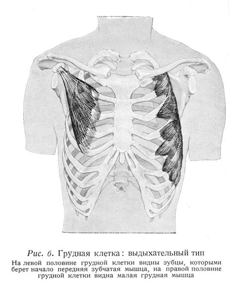 Как определить, имеется ли широкая грудная клетка?