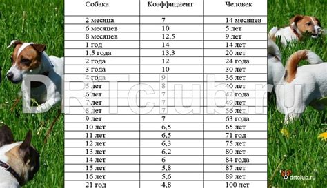 Как определить, что собака соответствует мелкому стандарту