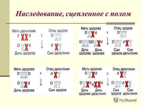 Как определить наличие генов сцепленных с полом