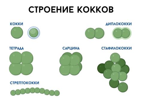 Как определить наличие кокковых бактерий