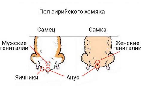 Как определить нормальность чихания у хомяка