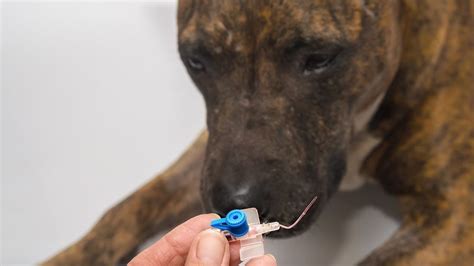 Как определить пониженные уровни эозинофилов у собаки и как диагностировать их причину?