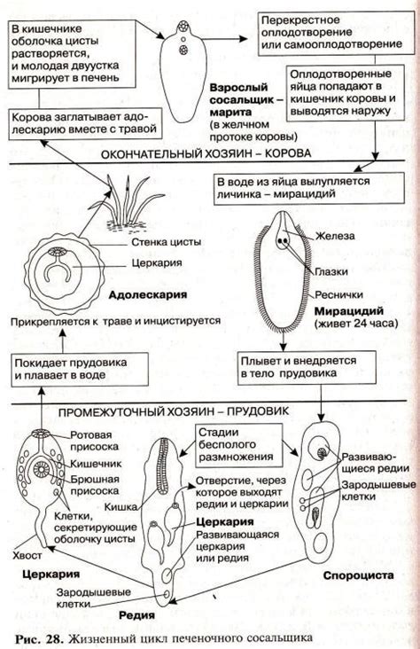 Как определить признаки завершения жизненного цикла у питомца