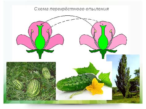 Как опылитель влияет на процесс опыления и оплодотворения