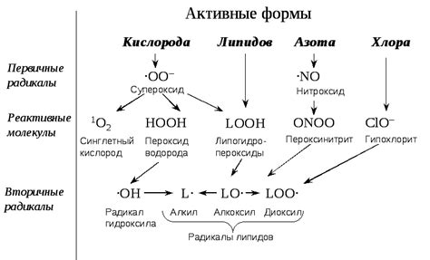 Как организм получает кислород: поступление в ткани