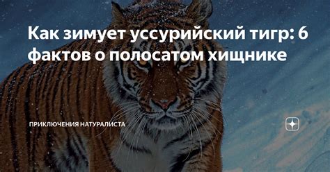 Как осмыслить сон о хищнике и применить его значение в повседневной жизни