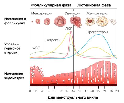 Как отличить обычные пятна от начала менструационного цикла?