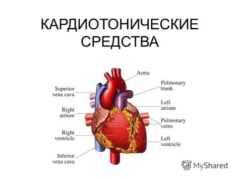 Как оценить сократительную функцию миокарда