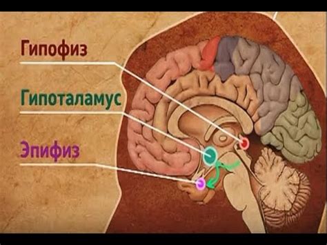 Как перпендикулярно голове улучшает память?