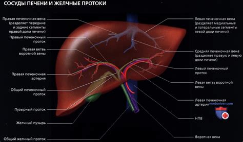Как поддерживать здоровый гепатопетальный кровоток