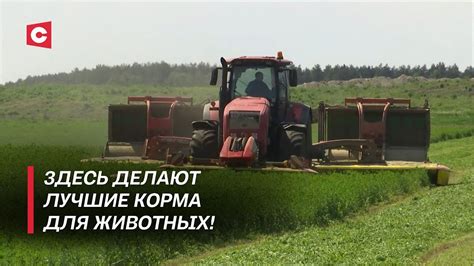 Как получают трефное мясо?