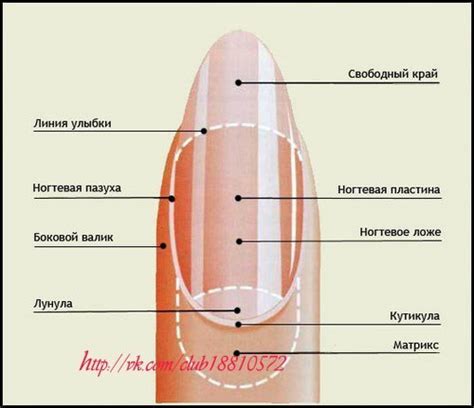 Как понять источник значимого сна о травме ногтя?