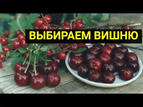 Как правильно выбрать вишни для вишневого эля