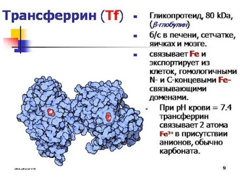 Как предотвратить недостаток трансферрина?